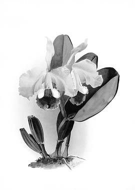Orchids 1894 Black White