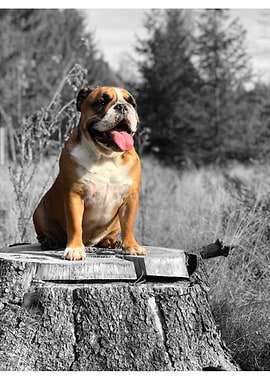 Bulldog Nature