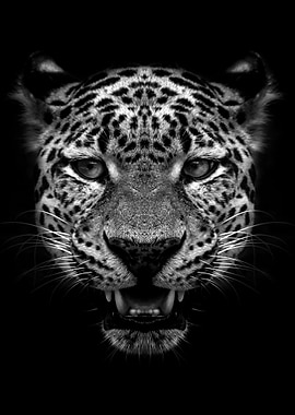 Jaguar face black poster