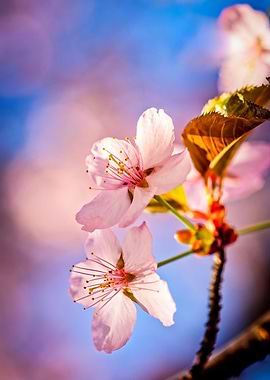 Two Sunlit Sakura Blossoms