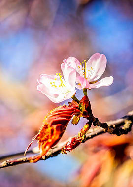 Two Pink Sakura Flowers