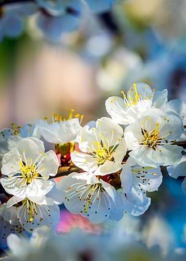 Charming Apricot Blossoms