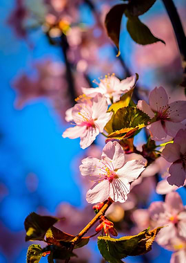 Sakura Tree In Pink Bloom