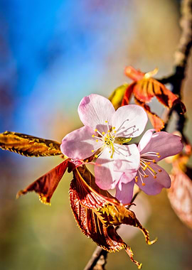 Two Sakura Cherry Flowers