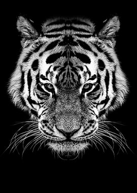 wild tiger head black
