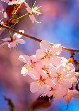 Charming Bunch Of Sakura