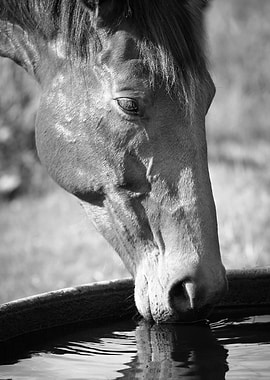 Horse drinking