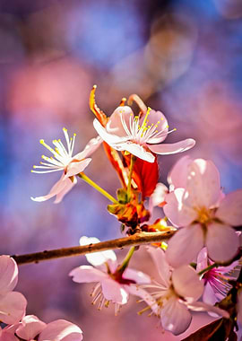 Cheerful Sakura Flowers