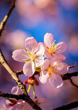 Three Pink Sakura Blossoms