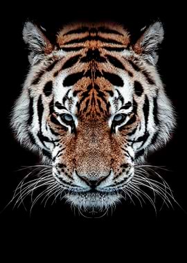 wild tiger orange head