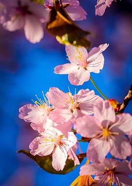 Adorable Sakura Blossoms
