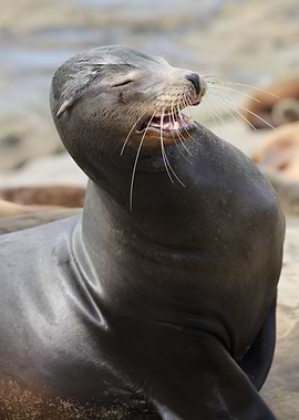 California Sea Lion