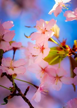 Play Of Light On Sakura