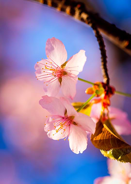 A Couple Of Sakura Flowers