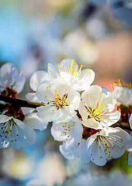 Stunning Apricot Flowers