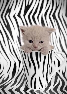 British shorthair kitten