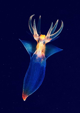 Ruthless sea butterfly