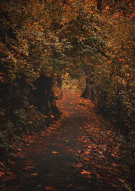 path through Autumn