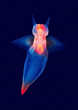 Sea butterfly