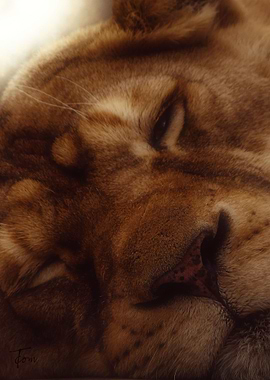 The lion sleeps tonight