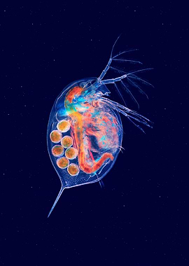 Water flea
