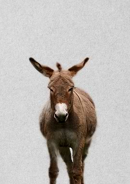 sweet donkey portrait