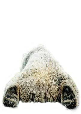polar bear back view