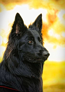 Belgian Shepherd Dog