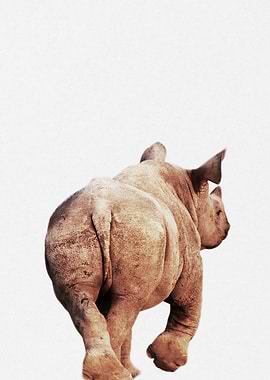 baby hippo back view