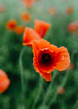 All I Want Is Flowers