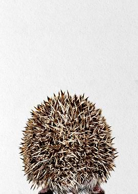 hedgehog back view