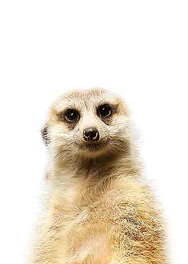 Meerkat portrait
