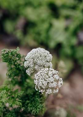 Flowers In The Garden