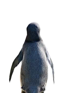 penguin back view
