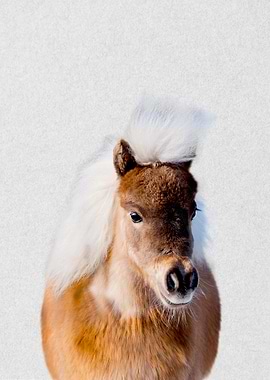 donkey profile portrait