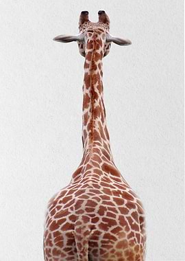 giraffe back view