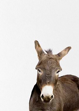 donkey portrait