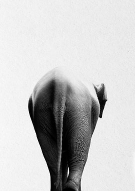 elephant back view
