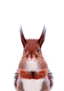 red Squirrel