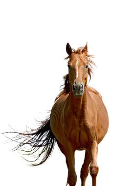 cute charismatic hours