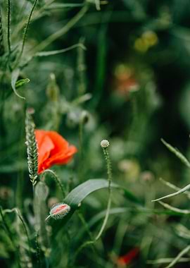 Flowers And Thats It