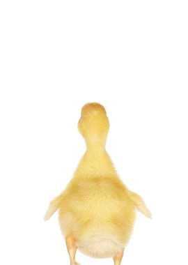 duckling back view