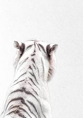white tiger Persian back