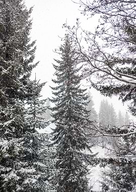 Winter Pine trees