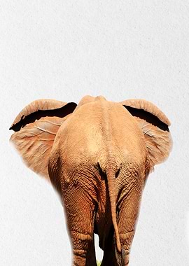 baby elephant back view