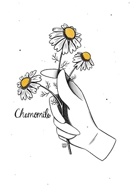 Chamomile
