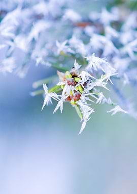 Bitter Cold Milky Mist