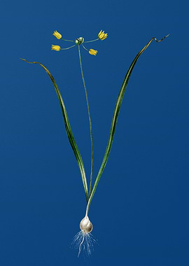 Allium Scorzonera Folium