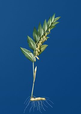 Angular Solomons Seal