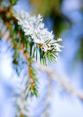 Bitter Cold Fir Tree Nice